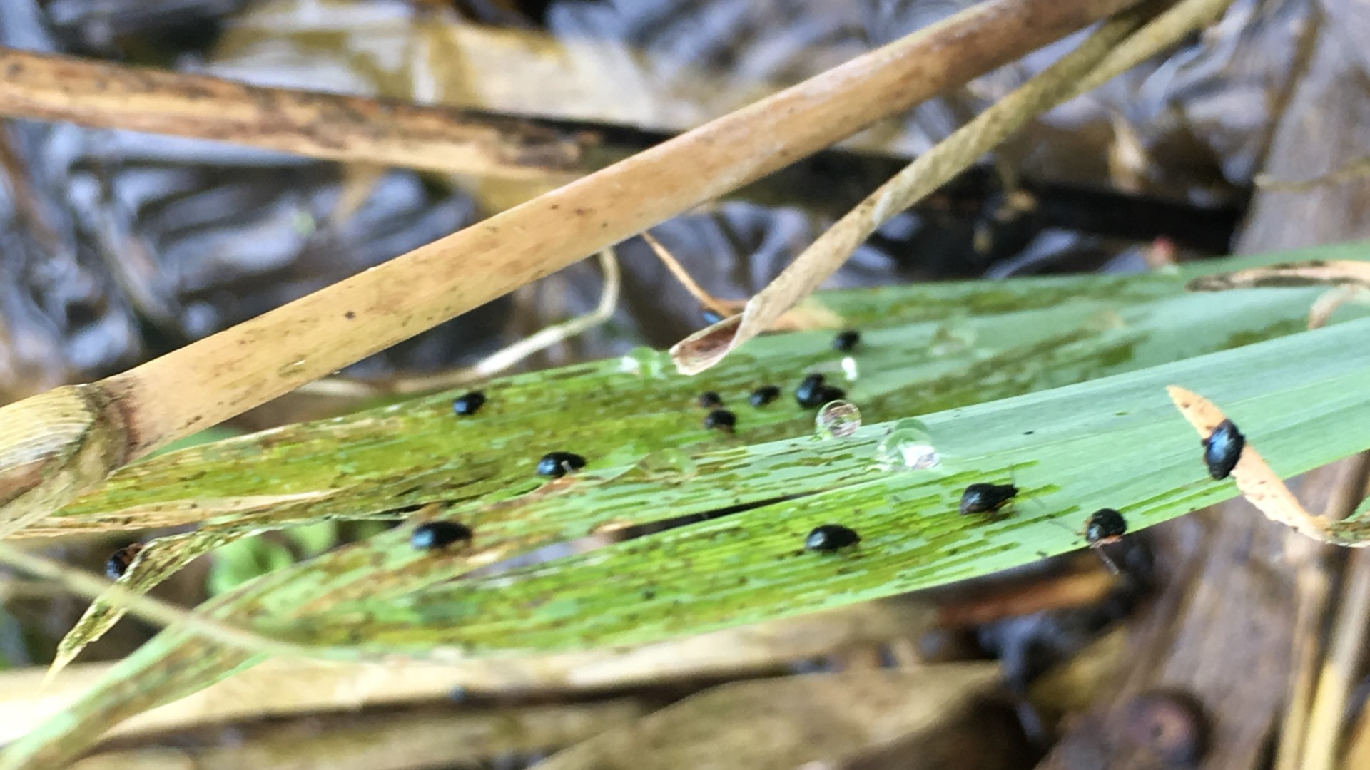 Insecten tegen invasieve waterplanten